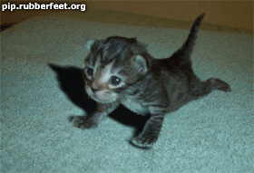 bon chat